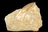 Fossil Plesiosaur (Zarafasaura) Tooth - Morocco #121692-1